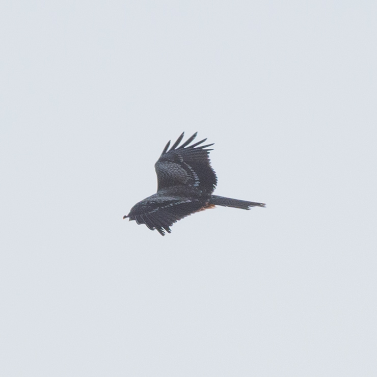 Black kite